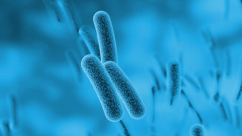 Analiza zagrożenia bakterią Legionella jest elementem oceny ryzyka